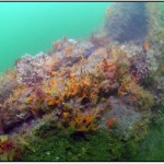 Shipwrecks - friend or foe?