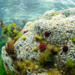 Good News on Marine Recovery