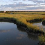 RSPB and Pagham Harbour