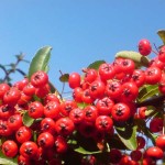 Foreshores Consultation