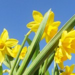 Chichester Harbour Conservancy April Events