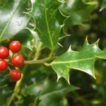 Leave some holly for wildlife