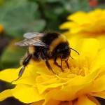 Magnetic Bees