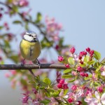 Huge decline seen in British birds