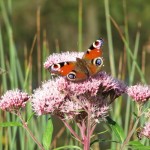 Local Nature Partnerships
