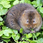 Water Voles