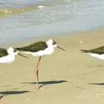 Rare birds at Medmerry