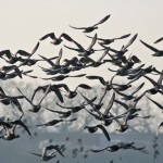 Special Protection Areas for Seabirds