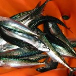 Eating fish makes children more social