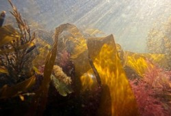 Sussex Kelp Recovery