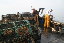 2024 Sussex IFCA Shellfish Summary