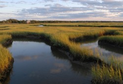 RSPB and Pagham Harbour
