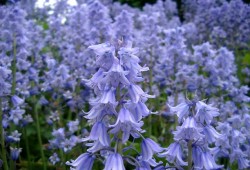 Sussex Biodiversity Partnership