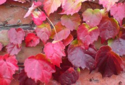 December Nature Notes