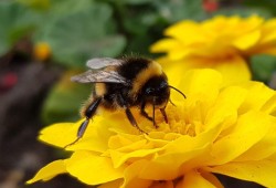 Magnetic Bees