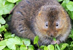 Water Voles