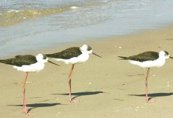 Rare birds at Medmerry