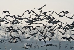 How Vulnerable are our Wetlands?