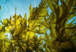 Sussex Kelp Recovery Project