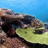 Giant Clams and Biofuel