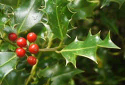 Leave some holly for wildlife