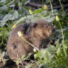 Water Vole Project Officer